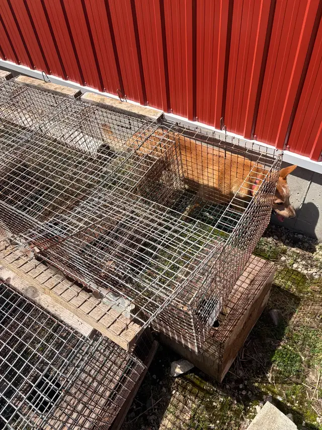 Rabbit Cages for Sale - Photo 3