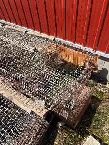 Rabbit Cages for Sale - Photo 3