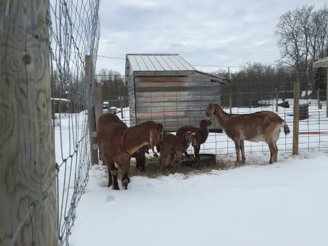 Two milking goats and breeding buck for sale, complete set!