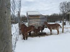 Two milking goats and breeding buck for sale, complete set!