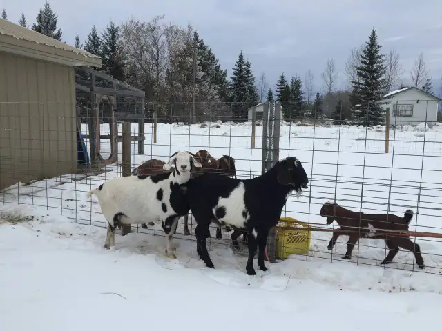 Two milking goats and breeding buck for sale, complete set! - Photo 2