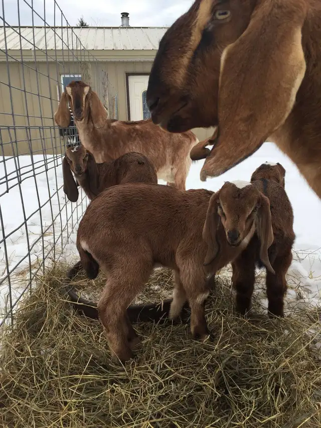 Two milking goats and breeding buck for sale, complete set! - Photo 3