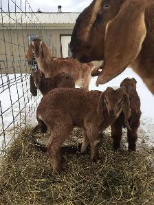 Two milking goats and breeding buck for sale, complete set! - Photo 3
