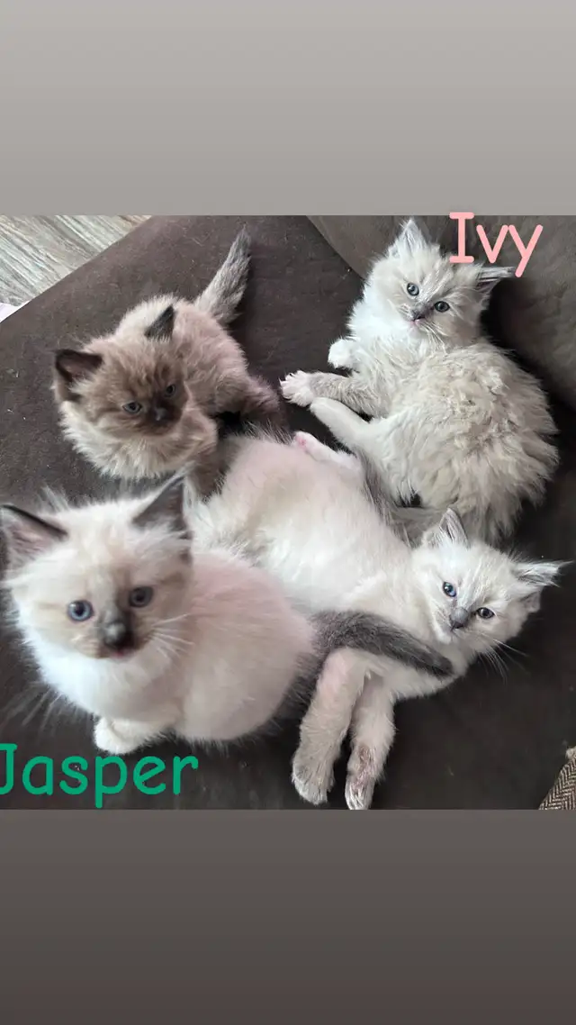 ❤️2 BEAUTIFUL RAGDOLLS AVAILABLE ❤️