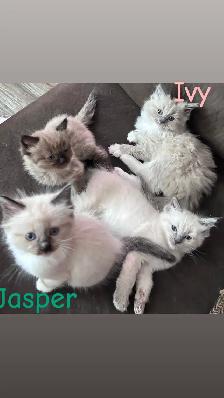 ❤️2 BEAUTIFUL RAGDOLLS AVAILABLE ❤️