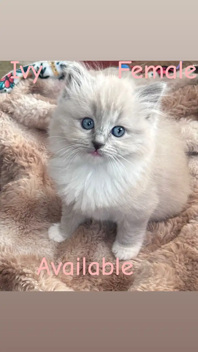 ❤️2 BEAUTIFUL RAGDOLLS AVAILABLE ❤️ - Photo 2