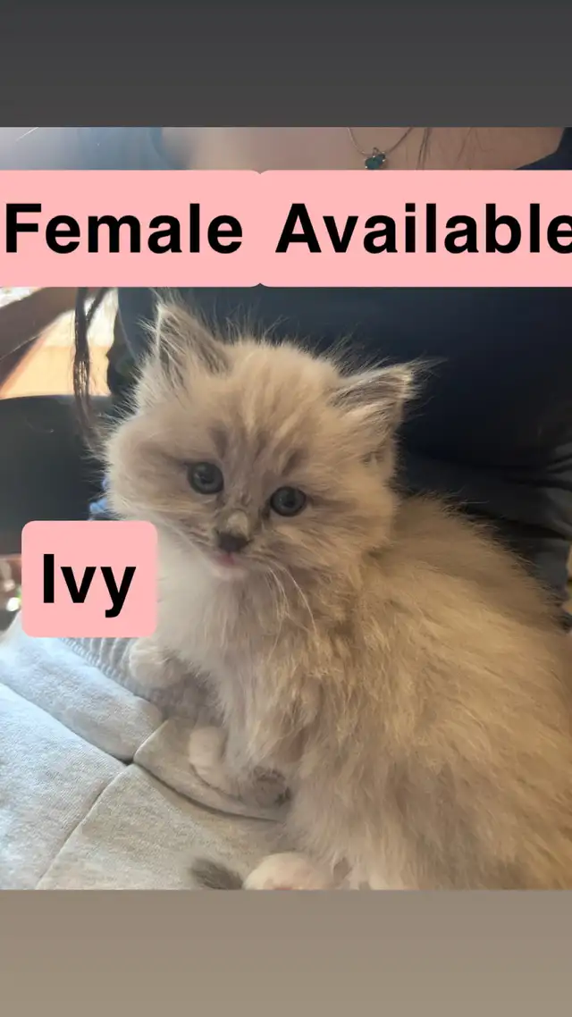 ❤️2 BEAUTIFUL RAGDOLLS AVAILABLE ❤️ - Photo 3