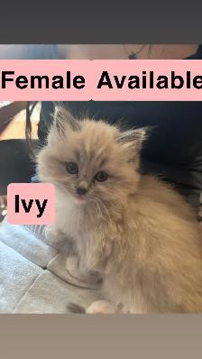 ❤️2 BEAUTIFUL RAGDOLLS AVAILABLE ❤️ - Photo 3