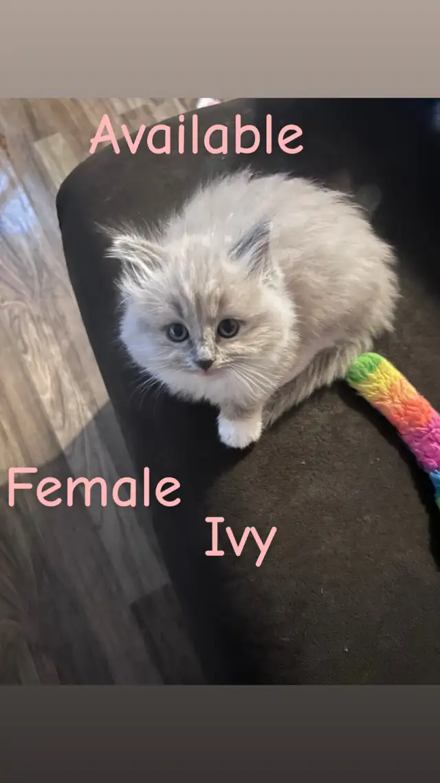 ❤️2 BEAUTIFUL RAGDOLLS AVAILABLE ❤️ - Photo 4