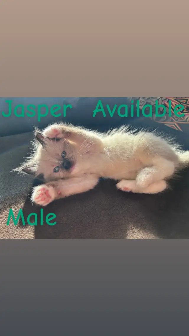 ❤️2 BEAUTIFUL RAGDOLLS AVAILABLE ❤️ - Photo 6