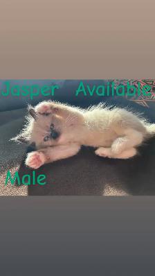 ❤️2 BEAUTIFUL RAGDOLLS AVAILABLE ❤️ - Photo 6