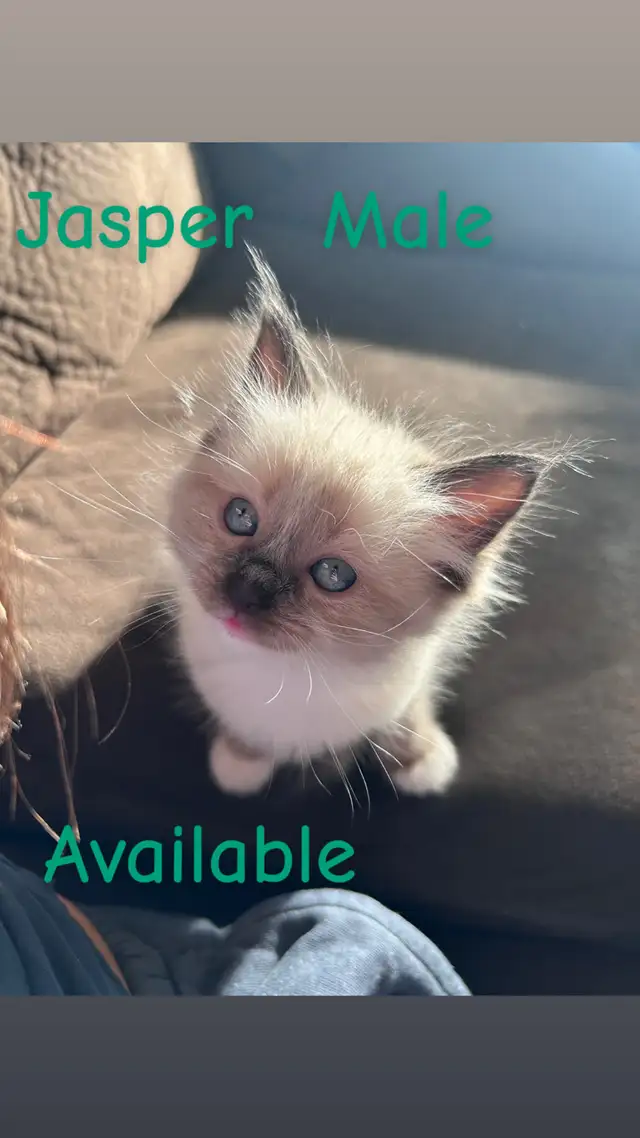 ❤️2 BEAUTIFUL RAGDOLLS AVAILABLE ❤️ - Photo 7