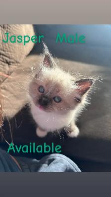 ❤️2 BEAUTIFUL RAGDOLLS AVAILABLE ❤️ - Photo 7