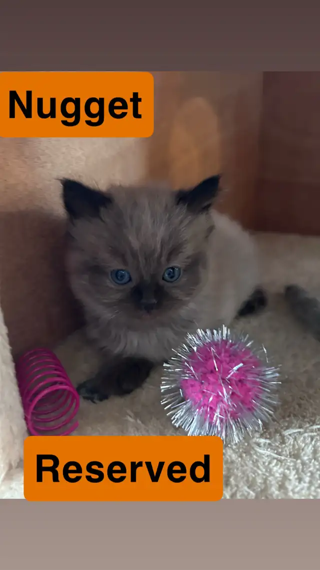 ❤️2 BEAUTIFUL RAGDOLLS AVAILABLE ❤️ - Photo 8