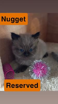 ❤️2 BEAUTIFUL RAGDOLLS AVAILABLE ❤️ - Photo 8