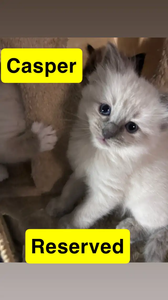 ❤️2 BEAUTIFUL RAGDOLLS AVAILABLE ❤️ - Photo 9