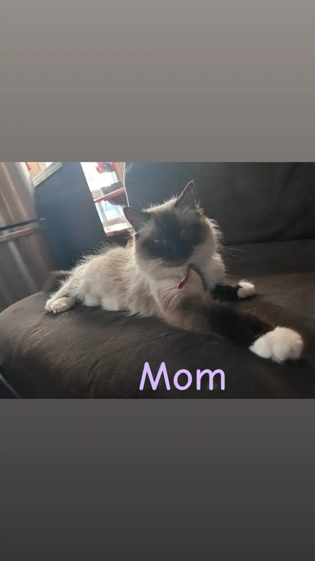 ❤️2 BEAUTIFUL RAGDOLLS AVAILABLE ❤️ - Photo 10