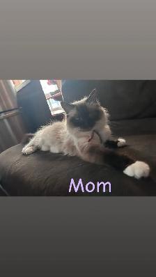 ❤️2 BEAUTIFUL RAGDOLLS AVAILABLE ❤️ - Photo 10