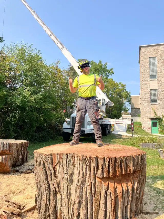 Arborist Climber - Photo 2