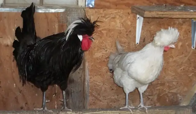 Polish Bantam pair. (hen and rooster) 1 year old