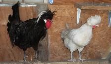 Polish Bantam pair. (hen and rooster) 1 year old