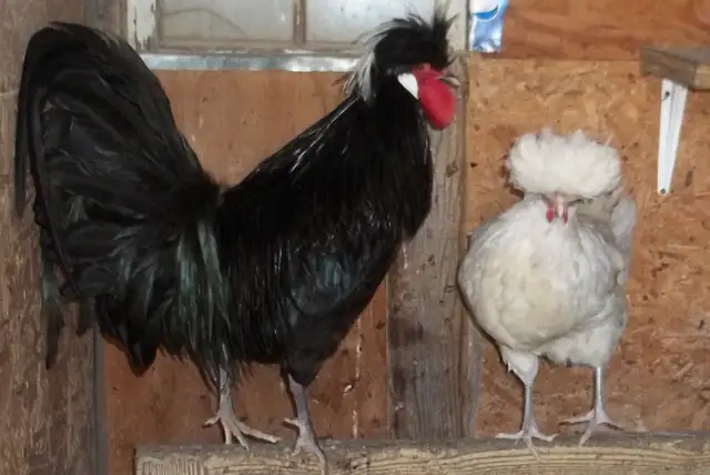Polish Bantam pair. (hen and rooster) 1 year old - Photo 2