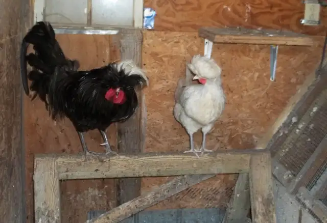 Polish Bantam pair. (hen and rooster) 1 year old - Photo 3