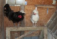 Polish Bantam pair. (hen and rooster) 1 year old - Photo 3