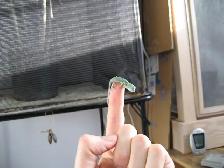 Reptile & Amphibian Vacation Boarding/Visits