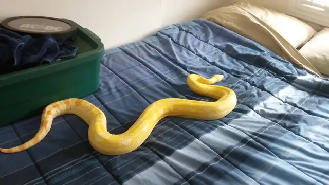 Reptile & Amphibian Vacation Boarding/Visits - Photo 7