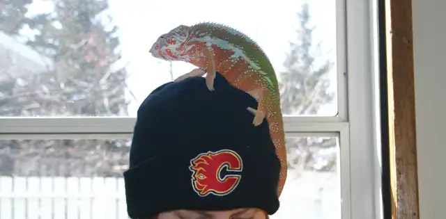 Reptile & Amphibian Vacation Boarding/Visits - Photo 9