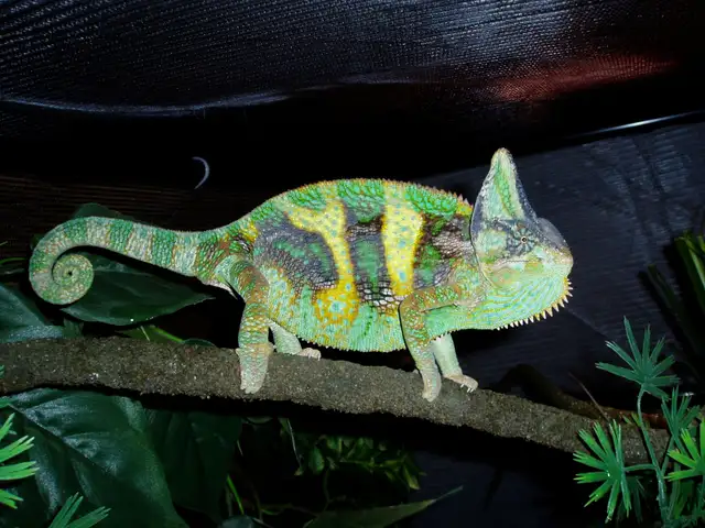 Reptile & Amphibian Vacation Boarding/Visits - Photo 10