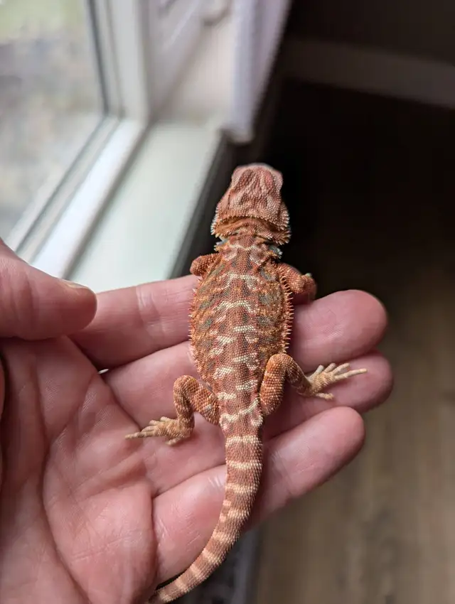 Are You a Reptile/Amphib Breeder in Calgary (or nearby)?