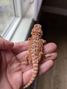 Are You a Reptile/Amphib Breeder in Calgary (or nearby)?