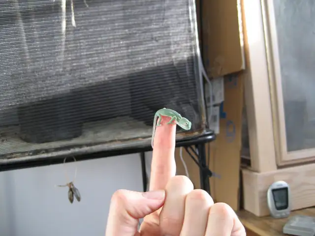 Are You a Reptile/Amphib Breeder in Calgary (or nearby)? - Photo 2