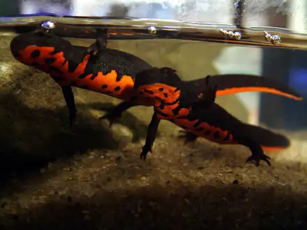 Are You a Reptile/Amphib Breeder in Calgary (or nearby)? - Photo 5