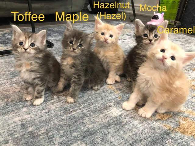 ✨ Meet Your Future Gentle Giant – Purebred Maine Coon Kittens ✨