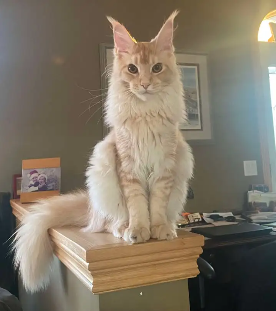 ✨ Meet Your Future Gentle Giant – Purebred Maine Coon Kittens ✨ - Photo 5