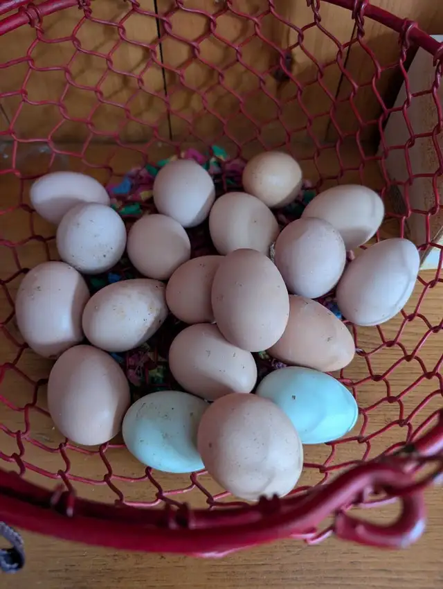 barnyard mix hatching eggs