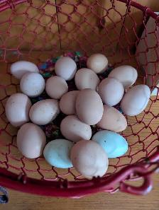 barnyard mix hatching eggs