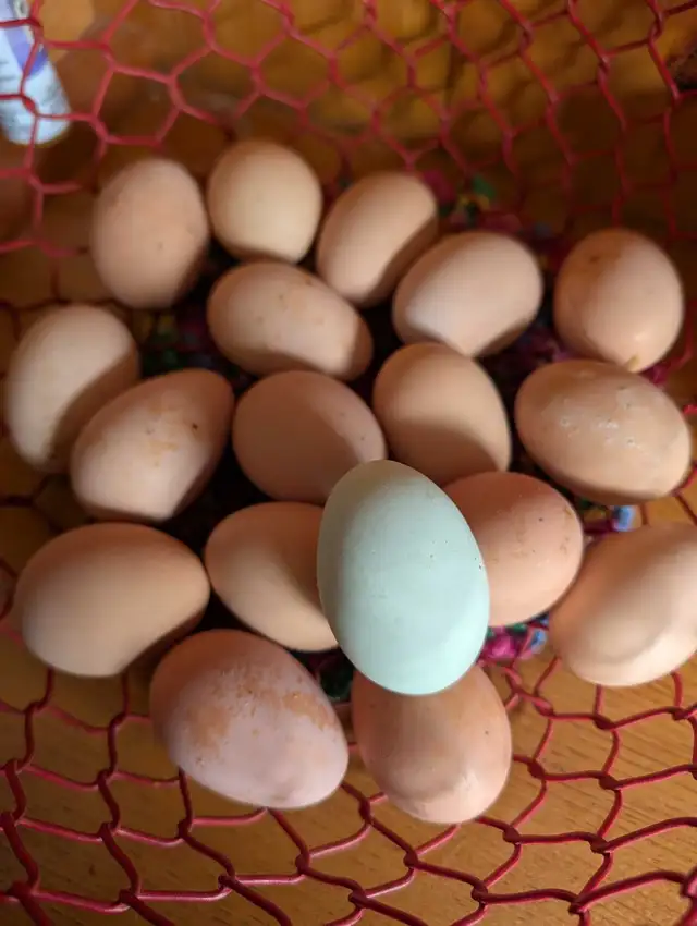 barnyard mix hatching eggs - Photo 2