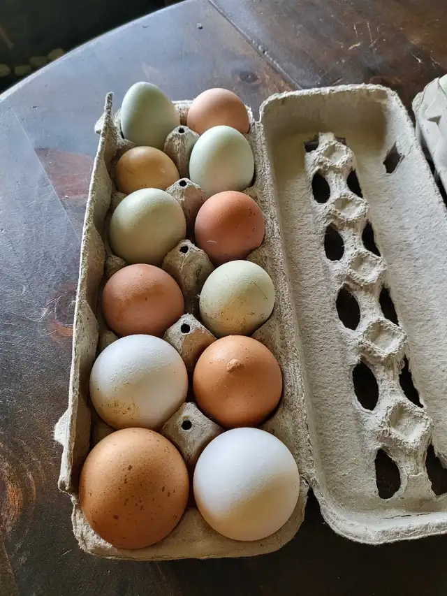 barnyard mix hatching eggs - Photo 3