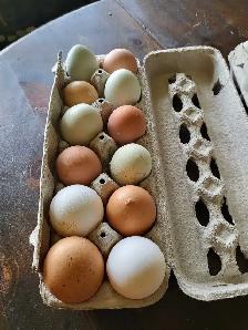 barnyard mix hatching eggs - Photo 3