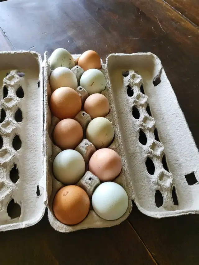 barnyard mix hatching eggs - Photo 4