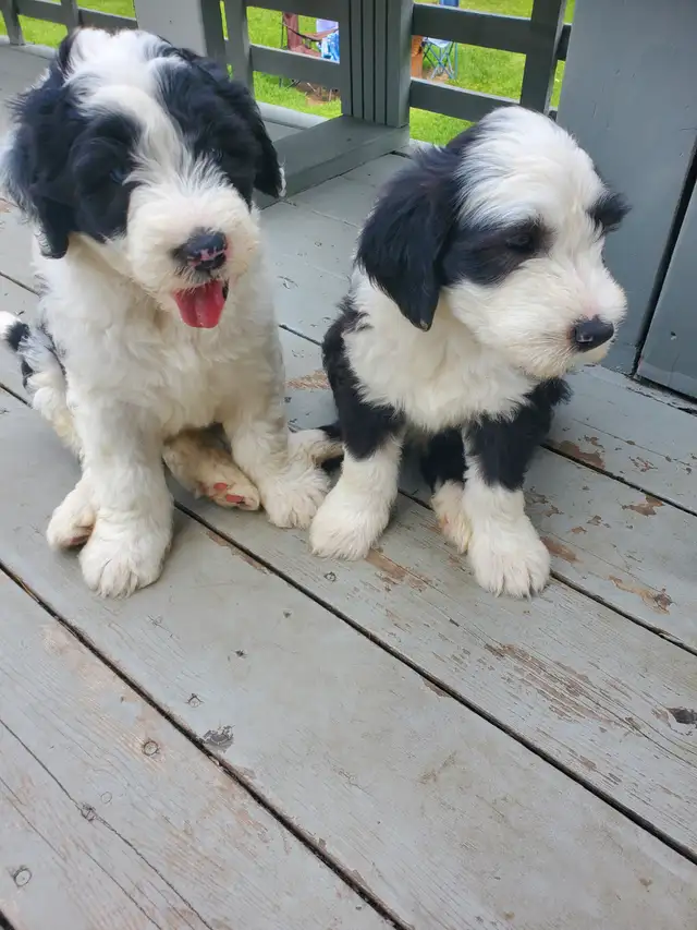 Purebred Old English Sheepdog Puppies