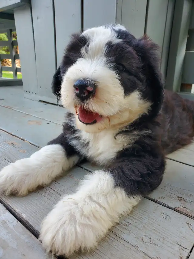 Purebred Old English Sheepdog Puppies - Photo 2