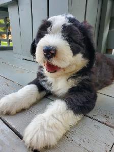 Purebred Old English Sheepdog Puppies - Photo 2