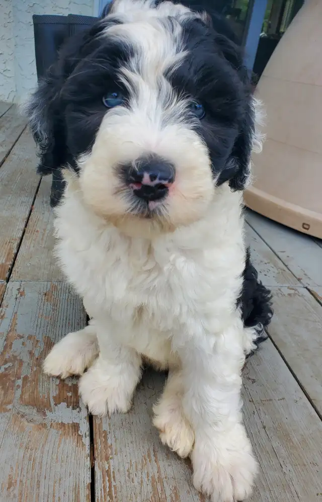 Purebred Old English Sheepdog Puppies - Photo 3
