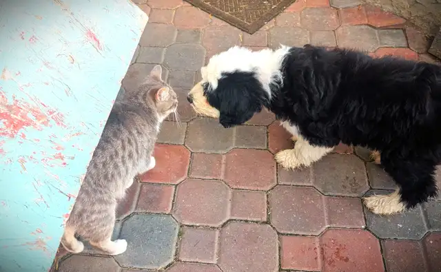 Purebred Old English Sheepdog Puppies - Photo 4