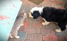 Purebred Old English Sheepdog Puppies - Photo 4